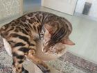 Бенгальский кот на вязку чистокровный объявление продам
