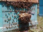 Улья с пчелами
