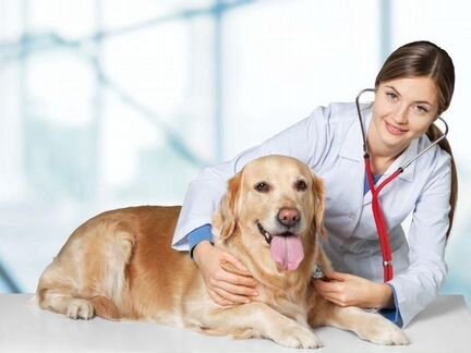 Ветеринарный врач выезд 24 часа