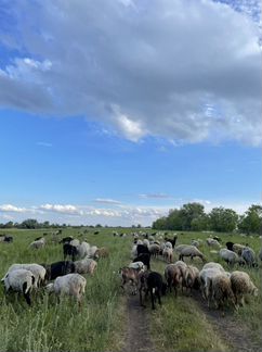 Бараны, овцы (Самара-Новокуйбышевск) - фотография № 2