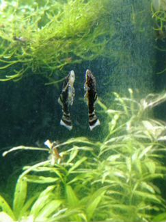 Криптокарина / анциструс