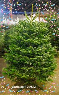 Ель живая с доставкой