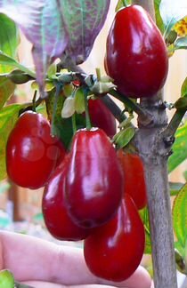 Саженцы, растения, плодовые, декоративные, озелене