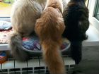 Сибирский котенок рыжий объявление продам