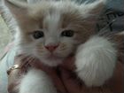 Котёнок Мейн-кун объявление продам