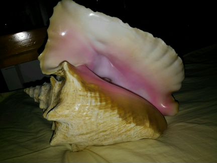 Ракушка, раковина