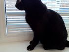 Добрый игривый черный кот Маркиз ищет своего хозяи