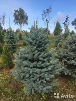 Саженцы ели glauca, размер 1,8-2,0