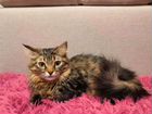 Вязка сибирская кошка объявление продам