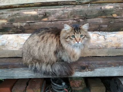 Сибирский кот для кошки