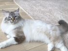 Невский маскарадный кот на вязку
