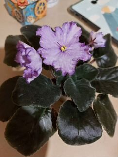 Фиалка Dn Fleur