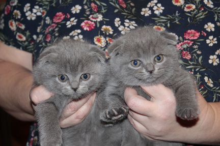 Шотландские вислоухие котята