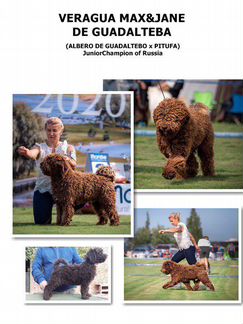 Испанская Водяная Собака