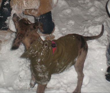 Одежда для собак