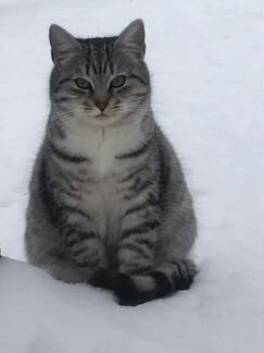 Кошка и кот