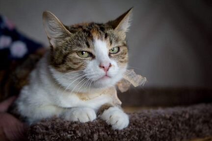 3-цветная кошка Василиса - самая преданная кошка