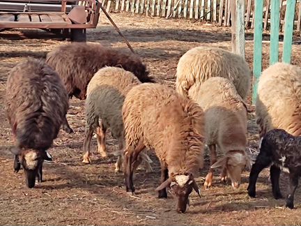 Овцы бараны - фотография № 1