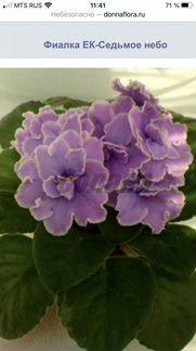 Фиалка Ек седьмое небо