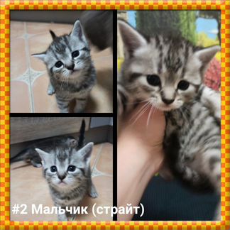 Шотландские котята